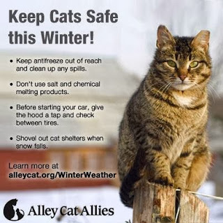 Cat Winter Safety