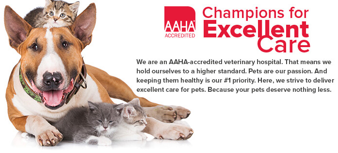AAHA-accredited veterinary hospital in Salem, MA