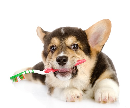 Pet Dental Disease Salem