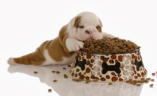 little pup with big food