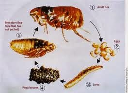 Flea Life Cycle