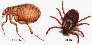 Fleas and Ticks