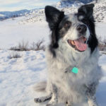 Dog Winter Safety