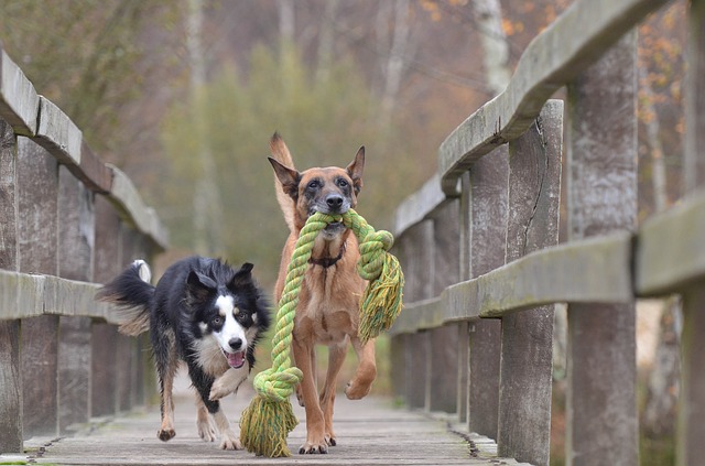 Malinois and border collie