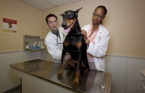 Vets checking a dog for Canine Influenza at All Creatures Veterinarian in Salem, MA