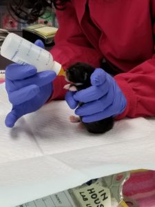 Newborn Rescued Kitten Being Bottle-Fed