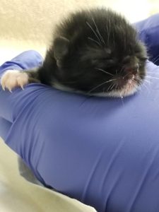 Newborn Kitten Being Held
