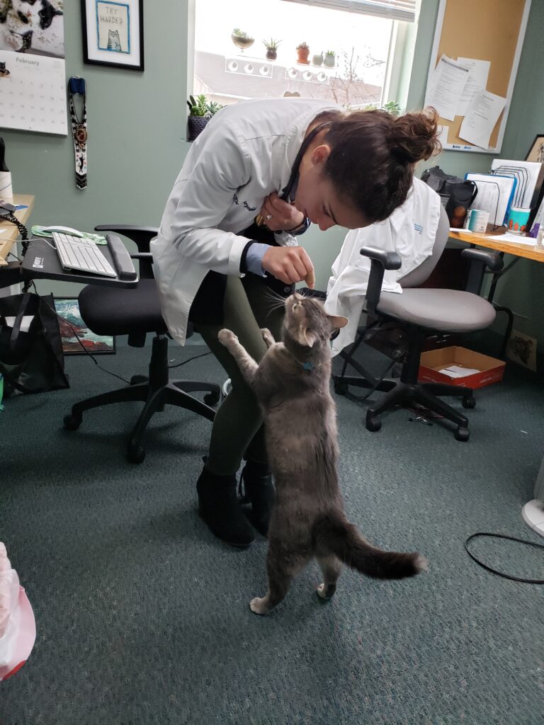 Dr. Hezekiah giving a cat a snack