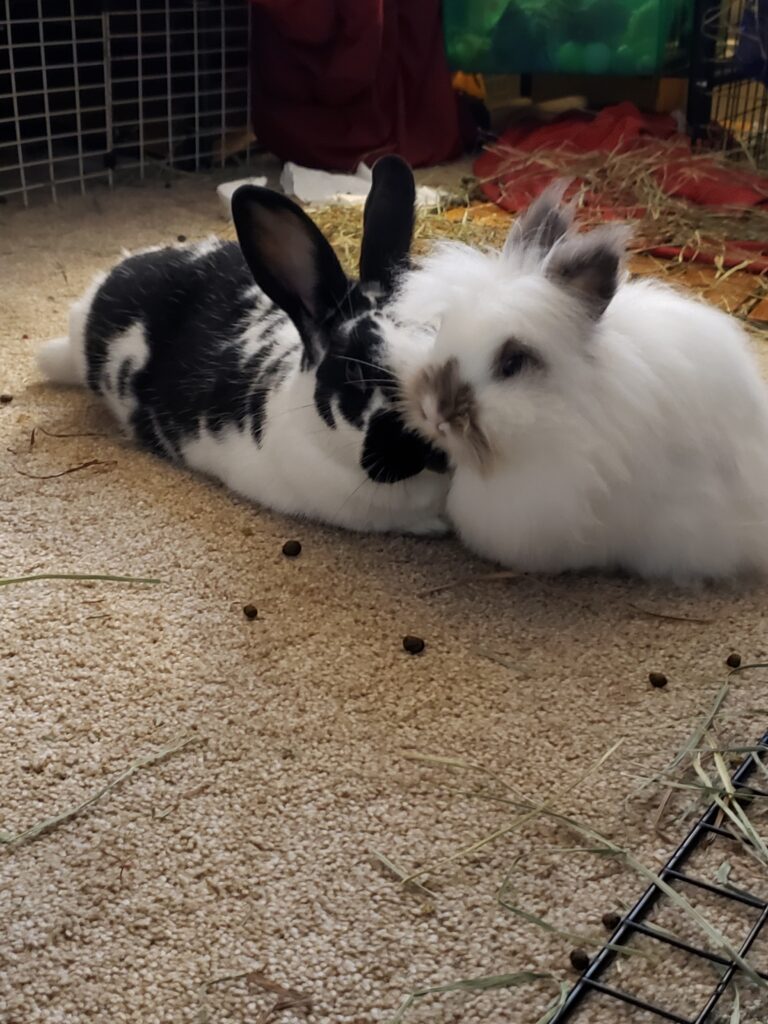 Martini and Whiskey resting up after making messes all day.