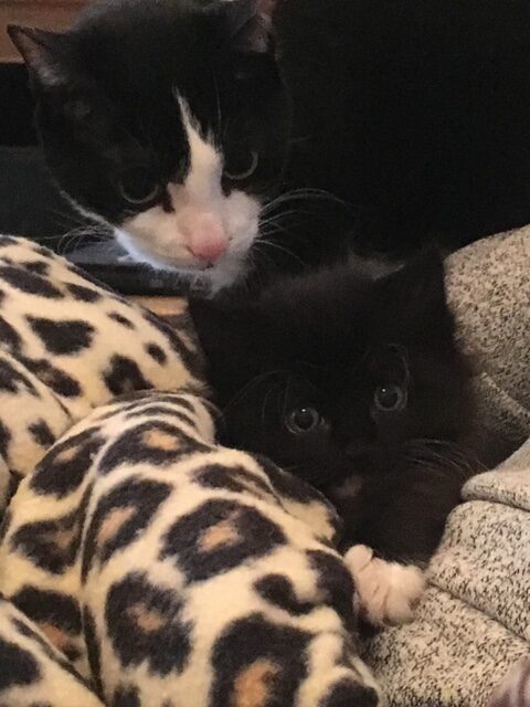 two cats laying on couch 