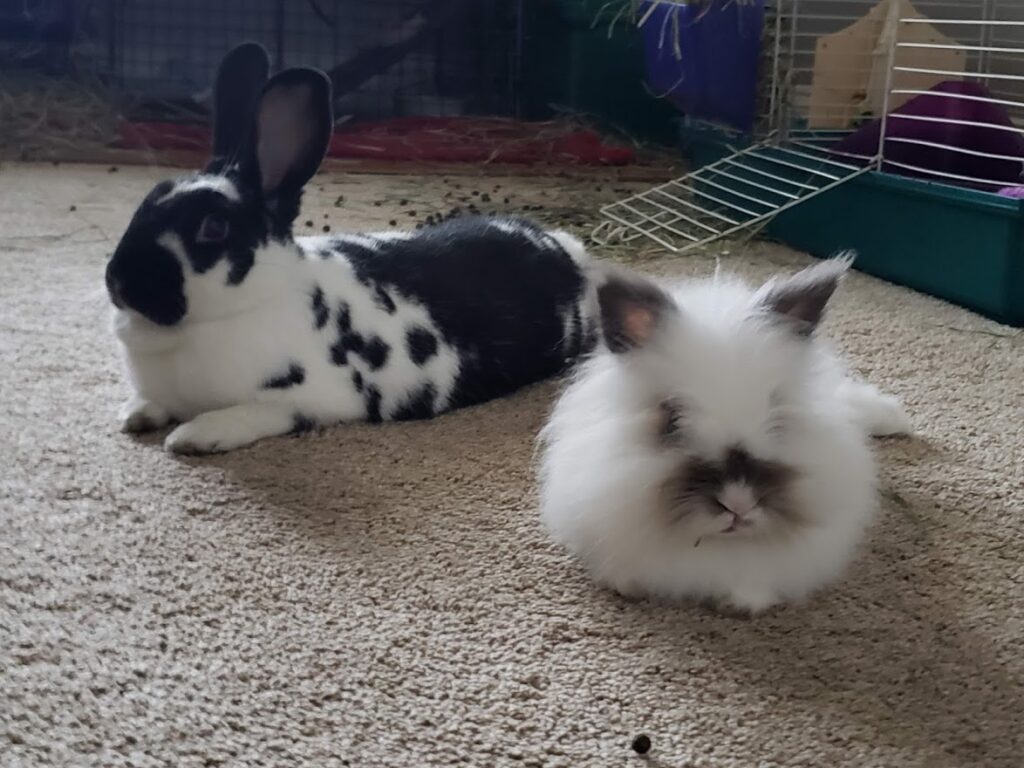 two rabbits lying on floor