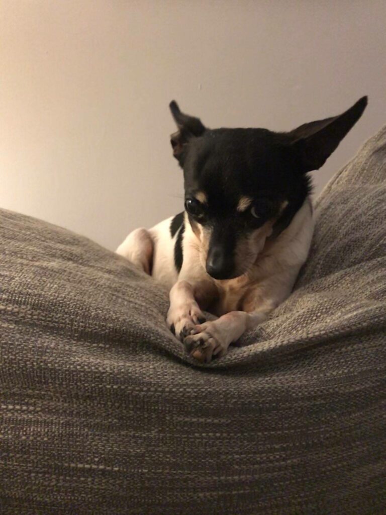 dog sitting on couch cushion 