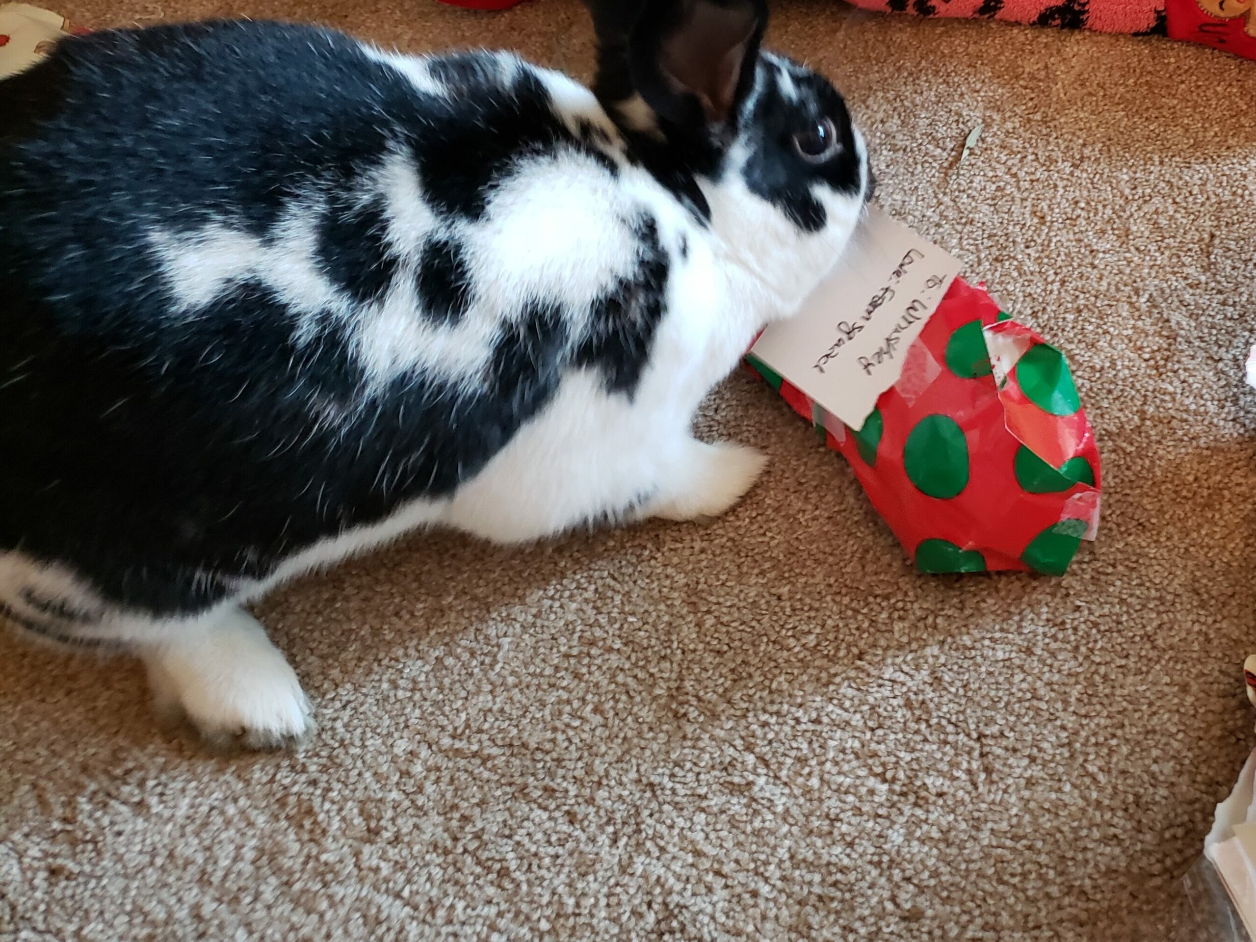 pet rabbit with christmas present