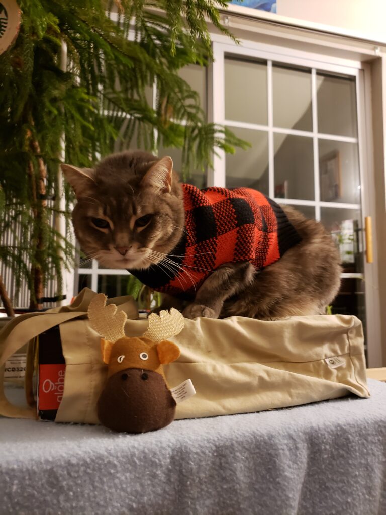cat wearing holiday sweater 