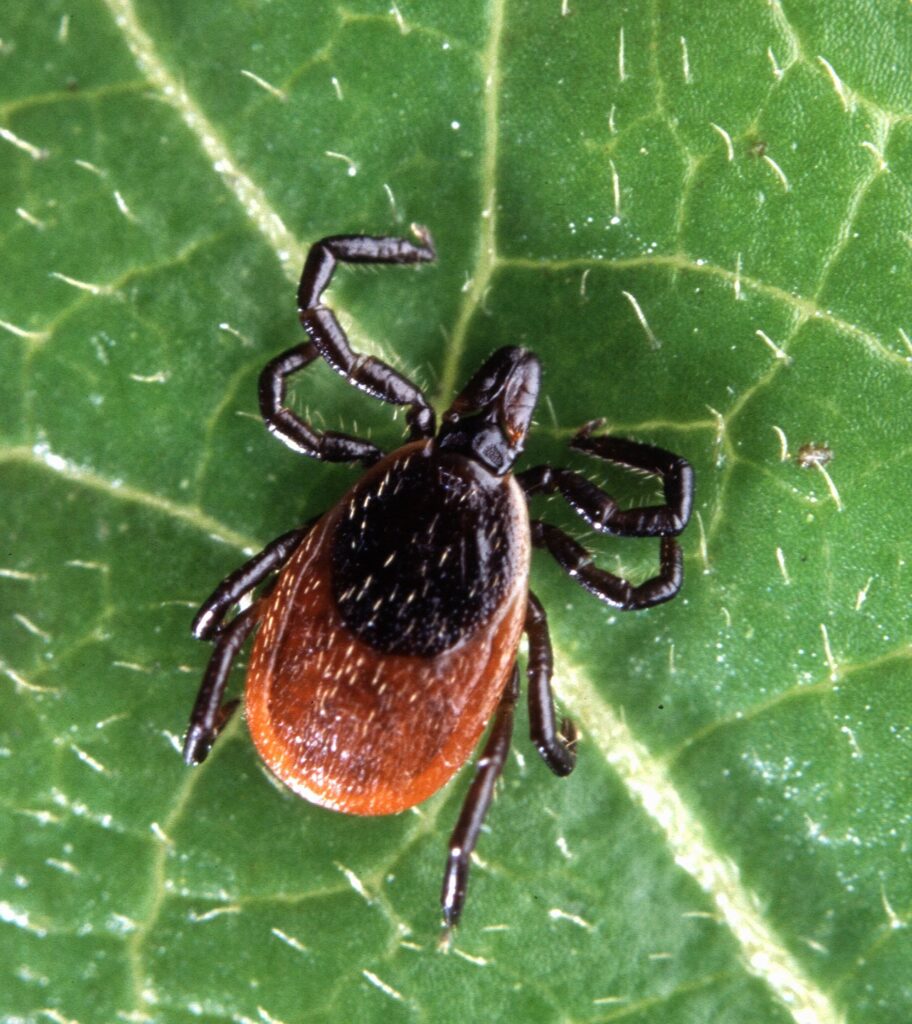 Black legged tick, adult