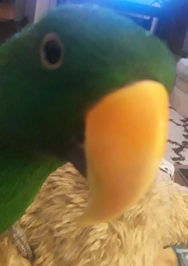 Close up picture of bird